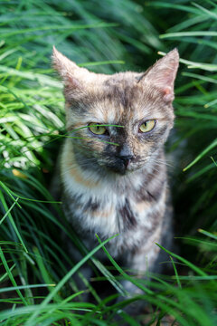 Close-up portrait of tortoiseshell cat sitting among green grass in Suzhou classical garden