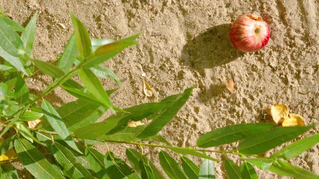 Sunlit sandy ground with coarse texture and small pebbles, featuring single red-yellow striped apple resting near green lance-like leaves