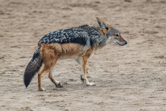 Black-backed Jackal in Namibia