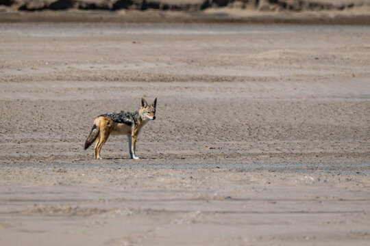 Namibian Jackal on Sandbar