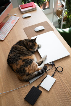 Domestic calico cat resting on desk beside laptop and desktop computer while owner is away, sleeping in home office workspace. Cozy pet near technology, remote work setup, everyday home life and cozy