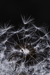 Macro detail of a spent dandelion seed head with delicate white parachute seeds against a dark background, highlighting natural texture, structure and seed dispersal. © Petr