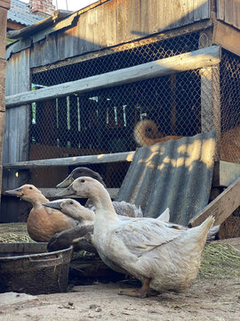 Ducks gathered near wooden farm shed with dog in background