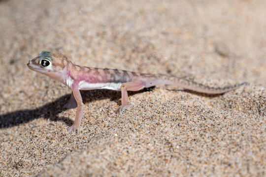 Namib Gecko in the Desert