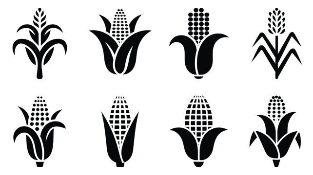 Corn and wheat icon set featuring black silhouettes of maize cobs and cereal stalk elements isolated vector illustration