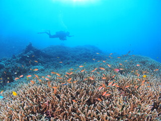 石垣島のサンゴ礁とダイバー 枝サンゴと熱帯魚の群れ © GritAI