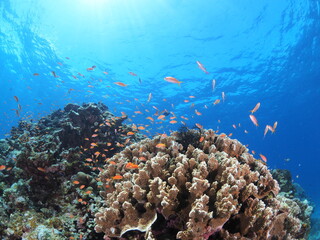 太陽の光が降り注ぐ石垣島のサンゴ礁と熱帯魚 © GritAI