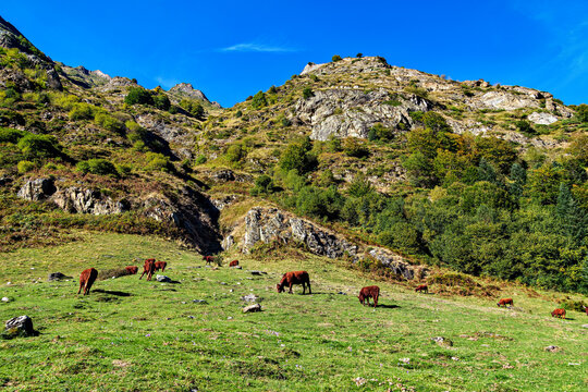 Cows in a meadow by the wonderful altitude lake of Lac d'Estaing in the Lavedan, Hautes-Pyrenees, France.