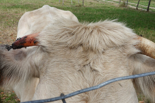 Vache claire avec une corne malade et parasit&eacute;e