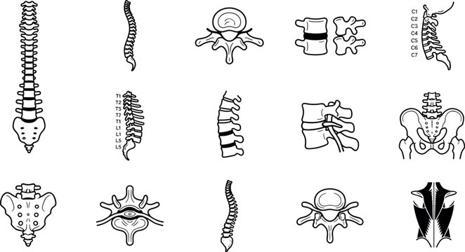 Human spine bone icon set for orthopedic chiropractic healthcare and medical anatomy conceptHuman spine bone icon set for orthopedic chiropractic healthcare and medical anatomy concept