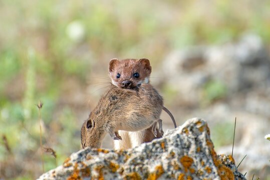 Weasel with prey, field mouse