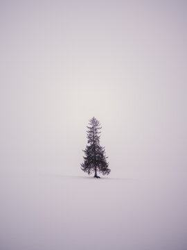 Single conifer tree alone in a snow-covered field in winter Hokkaido