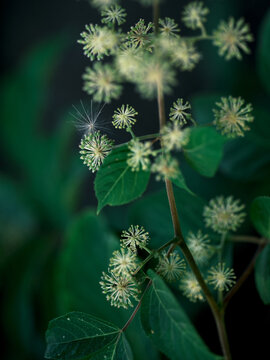 Small greenish white wildflower clusters on a dark background macro