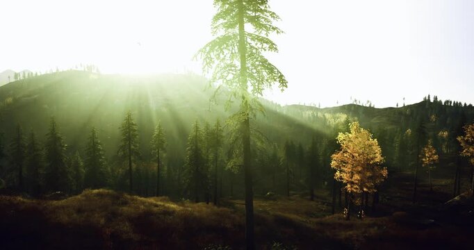 shadowed hillside with lone golden tree and diffuse light, dramatic silhouettes and textured ground create contemplative mood for eco wellness and editorial