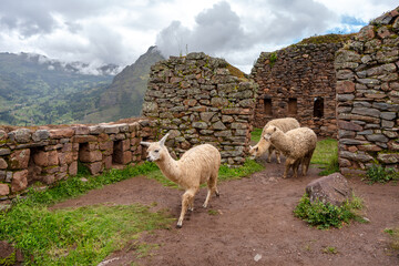 Fototapeta premium Llamas roaming among ancient Inca ruins at Pisac, Peru