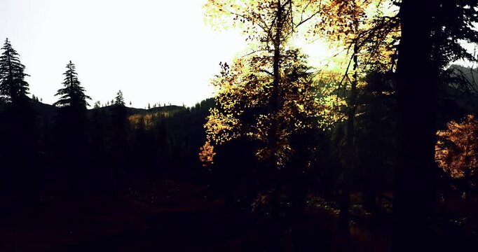 Hazy morning light over young golden tree in pine clearing, soft haze and warm beams create calm reflective autumnal scene with gentle shadows