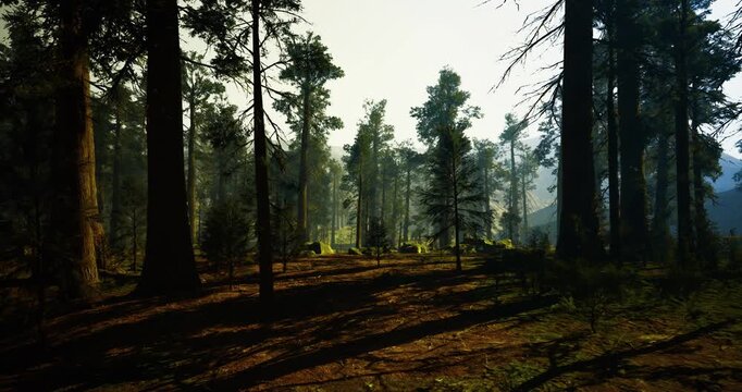 Sunlit pine trail through dense woodland, soft beams highlighting uneven path with roots and scattered stones, natural directional flow ideal for adventure