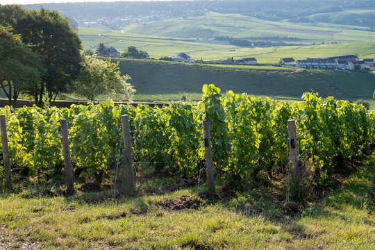 Hautvillers champagne vineyards in Marne Valley with rolling green hills, young grapevines, chalk terroir, summer landscape, traditional methode champenoise production.