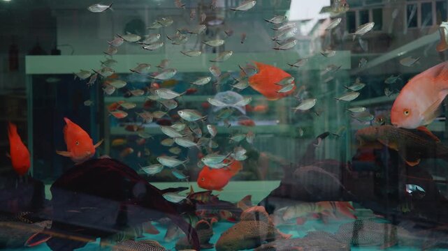 Aquarium with colorful tropical fish, including schooling fish and orange goldfish, in a freshwater aquarium - 4 September 2026.
