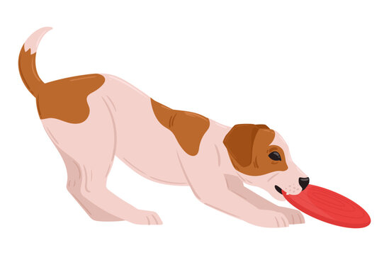 Playing terrier dog. Small dog play with red toy frisbee flat vector illustration. Playful pet activity isolated on white background