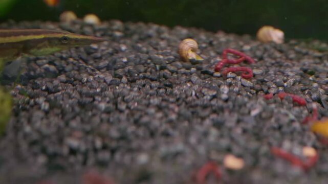 Macrognathus aral Spiny Eel on Aquarium Gravel 