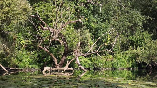 Gem&uuml;tliche Bootsfahrt am Ufer vom Flu&szlig; Main mit Auwald und Bruch-Weiden, Naturerlebnis, Entspannung, Lichtreflexe
