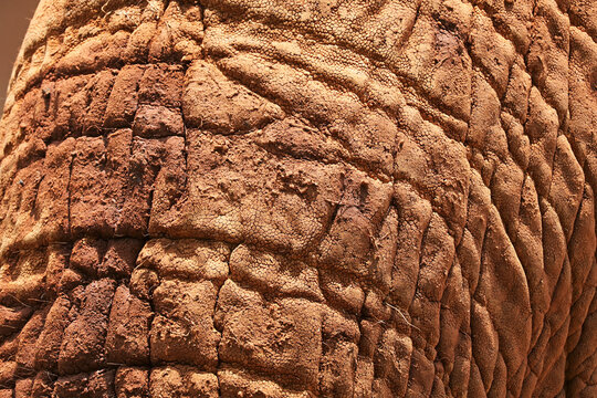 Close-up abstract texture of the wrinkled skin on an African elephant's trunk with dried mud