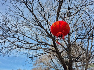 Chinese Lantern © Natka