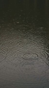 Raindrops falling on a calm lake surface, creating delicate circular ripples. Peaceful and atmospheric nature background with copy space for quotes, reflection, meditation,  and relaxation content.