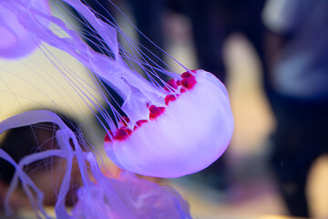 Glowing translucent purple sea nettle jellyfish drifting underwater with fine tentacles against a dark background © Husaini
