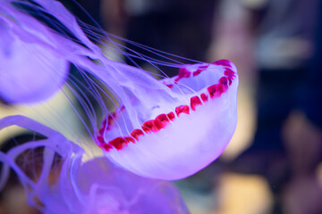 Glowing translucent purple sea nettle jellyfish drifting underwater with fine tentacles against a dark background © Husaini