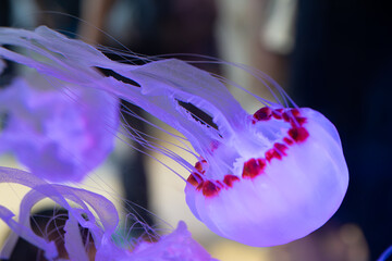 Glowing translucent purple sea nettle jellyfish drifting underwater with fine tentacles against a dark background © Husaini