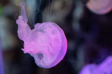 Glowing translucent purple sea nettle jellyfish drifting underwater with fine tentacles against a dark background © Husaini