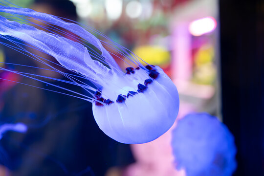 Glowing translucent purple sea nettle jellyfish drifting underwater with fine tentacles against a dark background