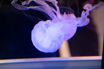 Glowing translucent purple sea nettle jellyfish drifting underwater with fine tentacles against a dark background © Husaini