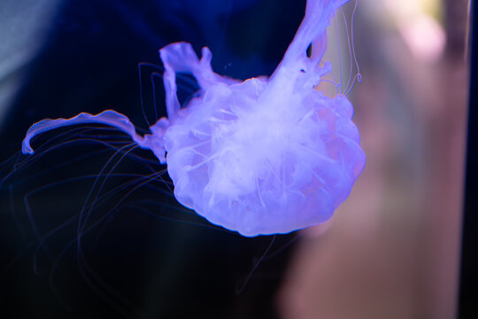 Glowing translucent purple sea nettle jellyfish drifting underwater with fine tentacles against a dark background