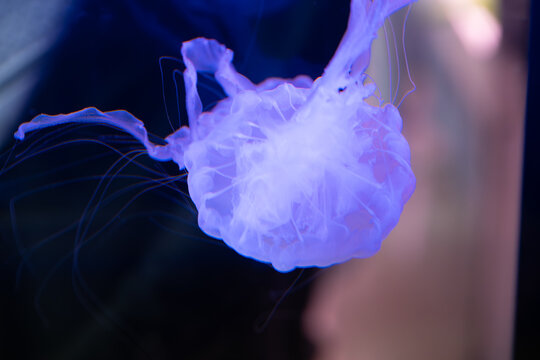 Glowing translucent purple sea nettle jellyfish drifting underwater with fine tentacles against a dark background