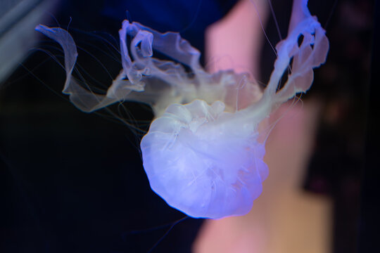 Glowing translucent purple sea nettle jellyfish drifting underwater with fine tentacles against a dark background