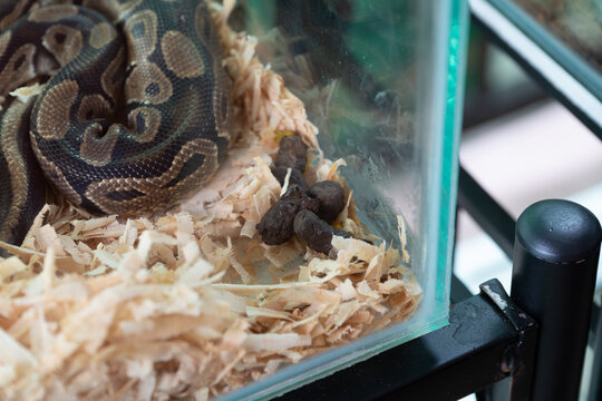 Close-up of a patterned ball python snake coiled quietly on light wood shaving substrate.
