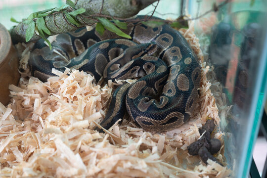 Close-up of a patterned ball python snake coiled quietly on light wood shaving substrate.