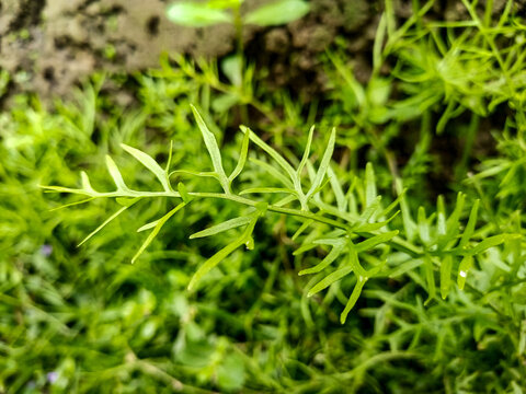 Intricate green fern fronds unfurl in a close-up view, showcasing delicate patterns and the lushness of a forest floor or garden setting.