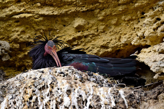 br&uuml;tender Waldrapp in spanischer Brutkolonie // breeding Northern bald ibis in spanish bird colony (Geronticus eremita) - Vejer de la Frontera, Andalusia, Spain