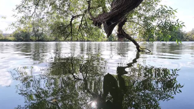Entspannte Bootsfahrt unter Bruch-Weidenst&auml;mmen am Ufer des Flusses Main, Lichtreflexe, Naturerlebnis, Auwald
