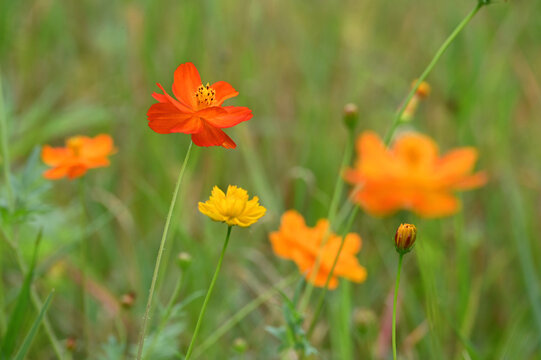 Orange and yellow cosmos flowers in a wildflower field