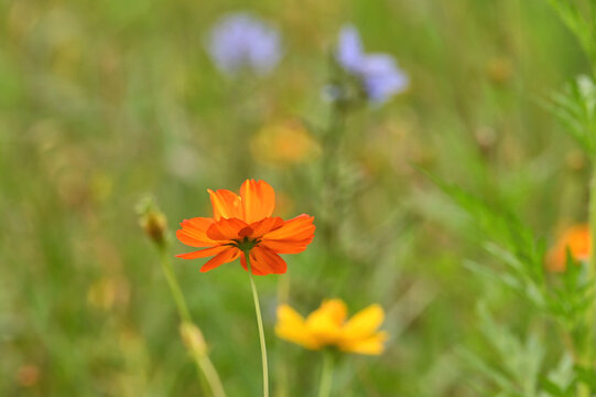 Orange and yellow cosmos flowers in a wildflower field