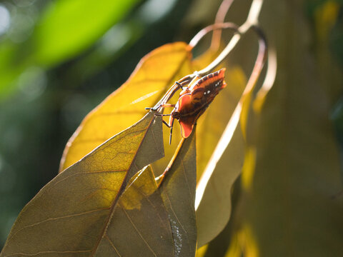 Stink bug or litchi stink bug It has a strong pungent odor for self defense and perches on leaves.