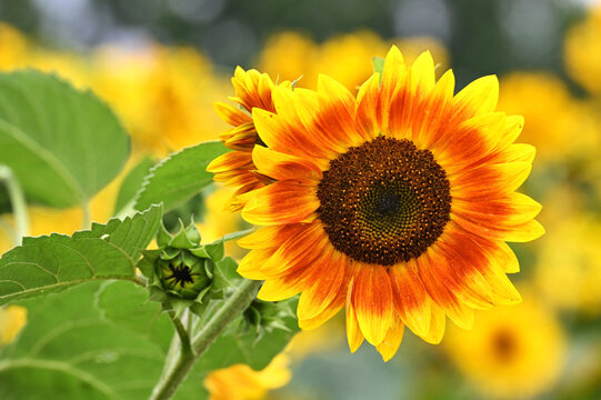 Variegated Sunflower in a field of sunflowers