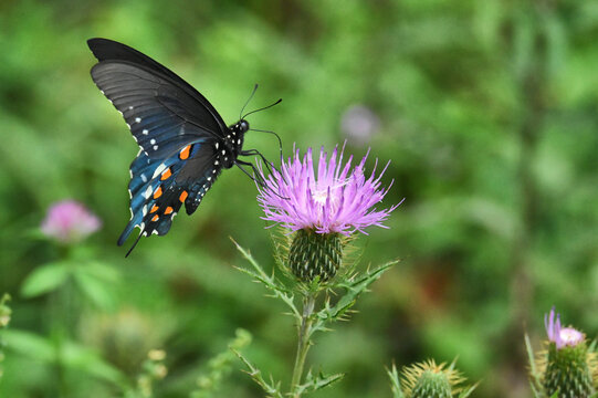 Swallowtail Butterfly on wild flower thistle