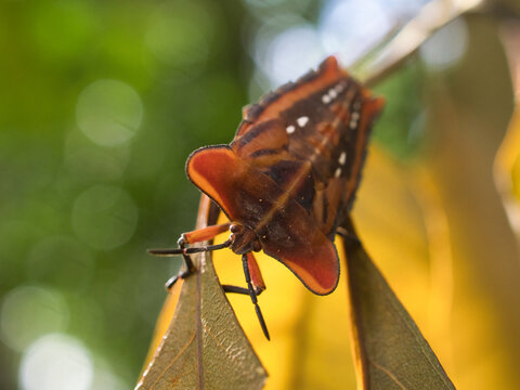 Stink bug or litchi stink bug It has a strong pungent odor for self defense and perches on leaves.