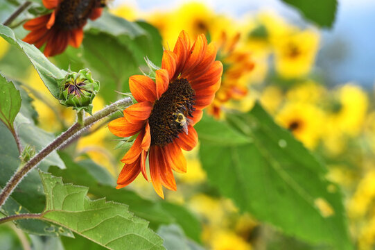 Variegated Sunflower with a bee in a field of sunflowers